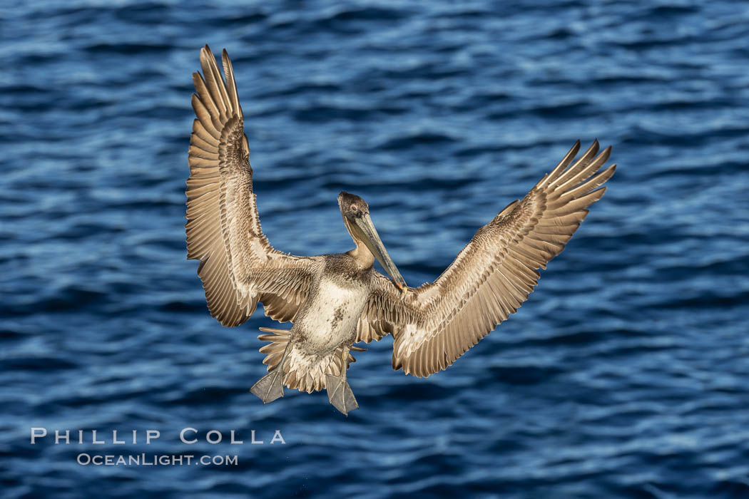 Brown pelican in flight, spreading wings wide to slow in anticipation of landing on seacliffs. La Jolla, California, USA, Pelecanus occidentalis, Pelecanus occidentalis californicus, natural history stock photograph, photo id 37734
