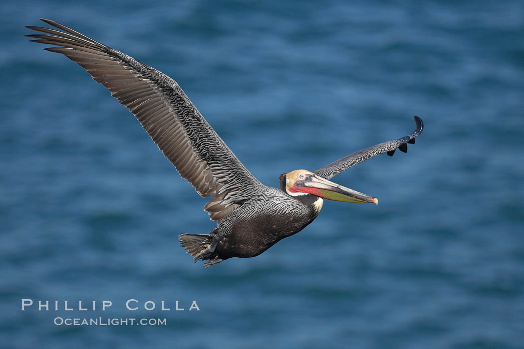 Brown pelican in flight. California race with winter mating plumage. La Jolla, USA, Pelecanus occidentalis, Pelecanus occidentalis californicus, natural history stock photograph, photo id 18324