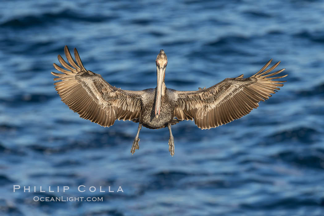 Brown pelican in flight, Pelecanus occidentalis, La Jolla, California