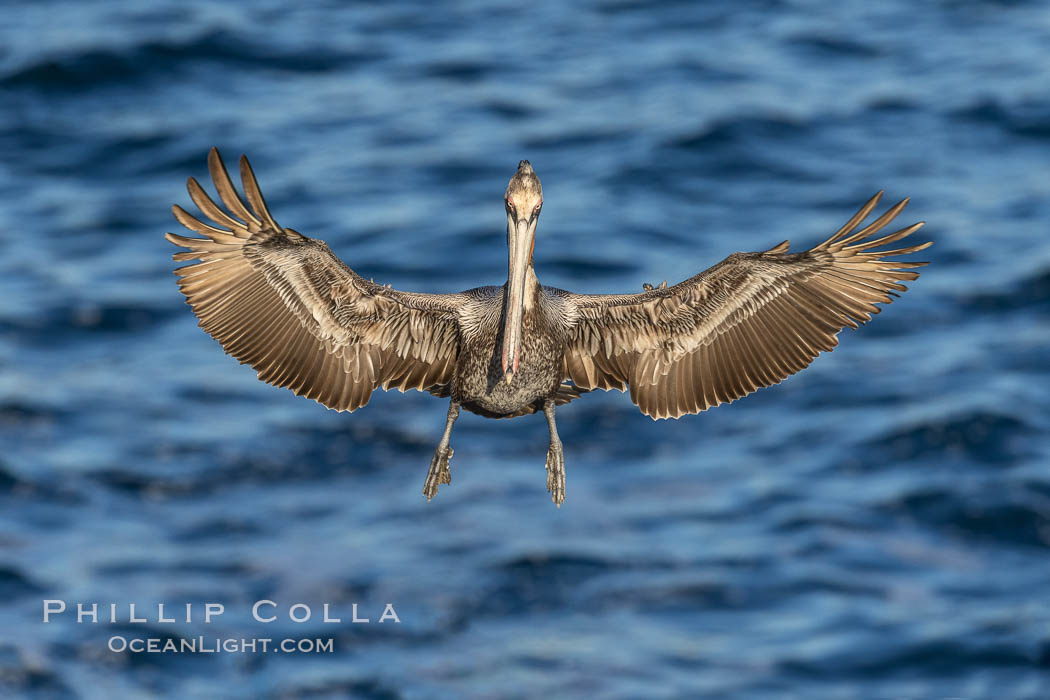 Brown pelican in flight, spreading wings wide to slow in anticipation of landing on seacliffs. La Jolla, California, USA, Pelecanus occidentalis, Pelecanus occidentalis californicus, natural history stock photograph, photo id 37708