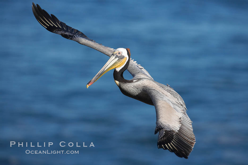 Yellow morph of the California brown pelican in flight.  The wingspan of the brown pelican is over 7 feet wide. The California race of the brown pelican holds endangered species status.  In winter months, breeding adults assume a dramatic plumage, Pelecanus occidentalis, Pelecanus occidentalis californicus, La Jolla