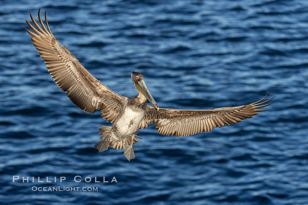 Brown pelican in flight, spreading wings wide to slow in anticipation of landing on seacliffs. La Jolla, California, USA, Pelecanus occidentalis, Pelecanus occidentalis californicus, natural history stock photograph, photo id 37735