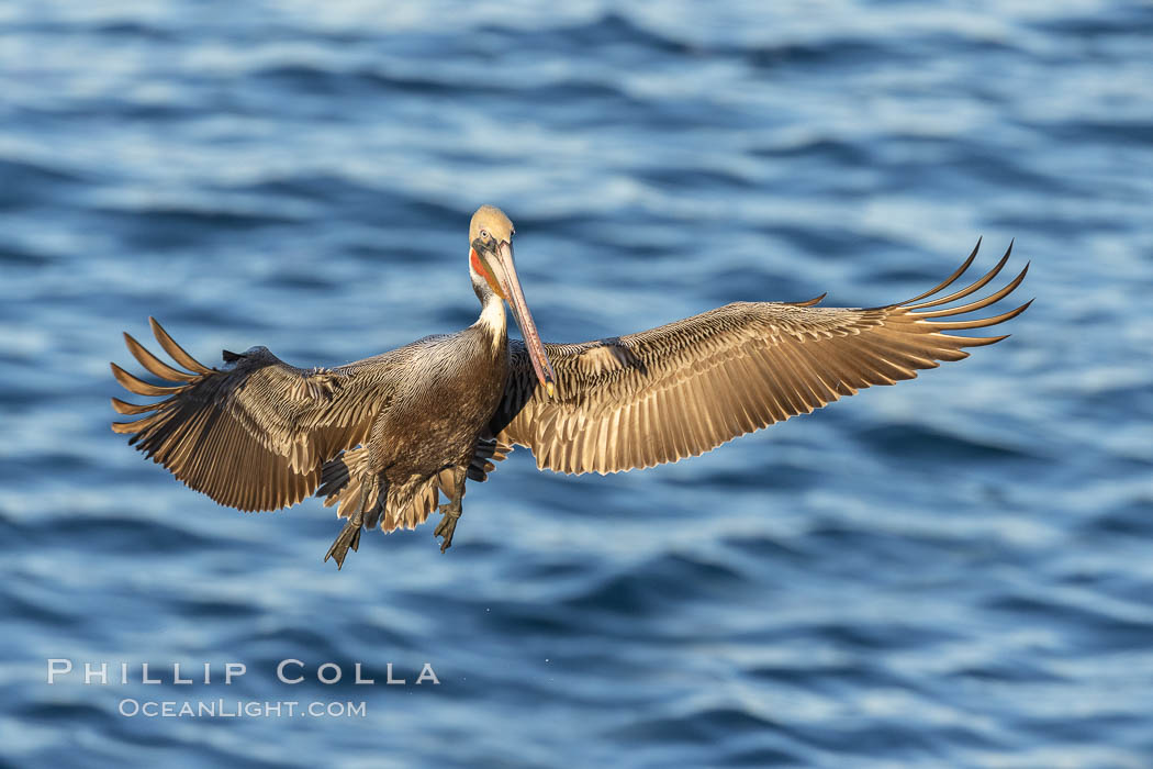 Brown pelican in flight, spreading wings wide to slow in anticipation of landing on seacliffs. La Jolla, California, USA, Pelecanus occidentalis, Pelecanus occidentalis californicus, natural history stock photograph, photo id 37713