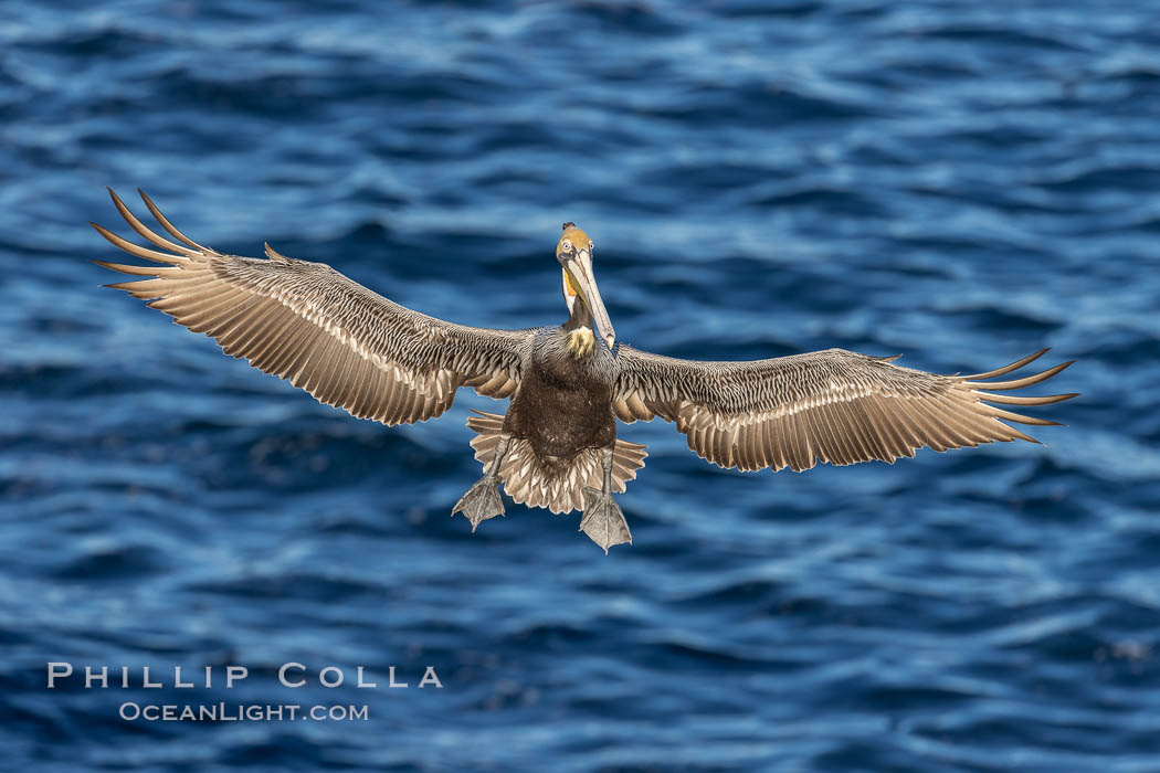 Brown pelican in flight, spreading wings wide to slow in anticipation of landing on seacliffs. La Jolla, California, USA, Pelecanus occidentalis, Pelecanus occidentalis californicus, natural history stock photograph, photo id 37737