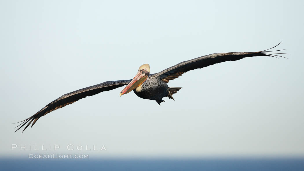 Brown pelican in flight.  The wingspan of the brown pelican is over 7 feet wide. The California race of the brown pelican holds endangered species status.  In winter months, breeding adults assume a dramatic plumage. La Jolla, USA, Pelecanus occidentalis, Pelecanus occidentalis californicus, natural history stock photograph, photo id 22168