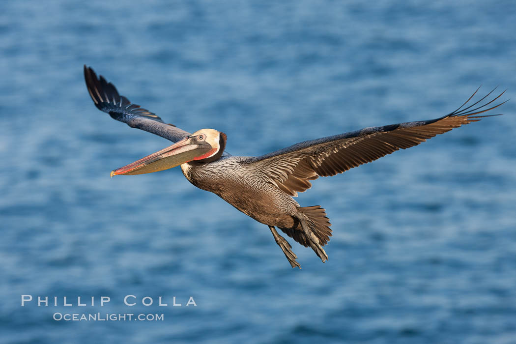 Brown pelican in flight.  The wingspan of the brown pelican is over 7 feet wide. The California race of the brown pelican holds endangered species status.  In winter months, breeding adults assume a dramatic plumage. La Jolla, USA, Pelecanus occidentalis, Pelecanus occidentalis californicus, natural history stock photograph, photo id 23636