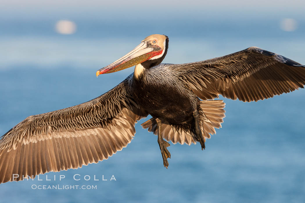 Brown pelican in flight.  The wingspan of the brown pelican is over 7 feet wide. The California race of the brown pelican holds endangered species status.  In winter months, breeding adults assume a dramatic plumage. La Jolla, USA, Pelecanus occidentalis, Pelecanus occidentalis californicus, natural history stock photograph, photo id 23644