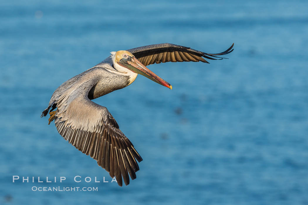 Brown pelican in flight. The wingspan of the brown pelican is over 7 feet wide. The California race of the brown pelican holds endangered species status. In winter months, breeding adults assume a dramatic plumage, Pelecanus occidentalis, Pelecanus occidentalis californicus, La Jolla