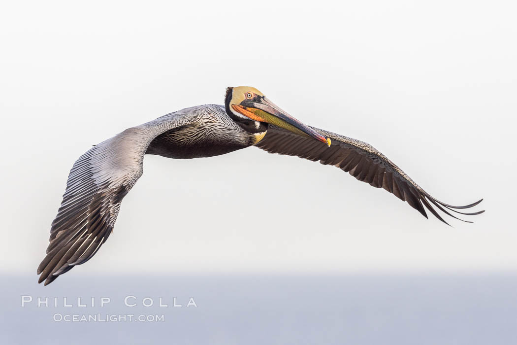 Brown pelican in flight. The wingspan of the brown pelican is over 7 feet wide. The California race of the brown pelican holds endangered species status, La Jolla
