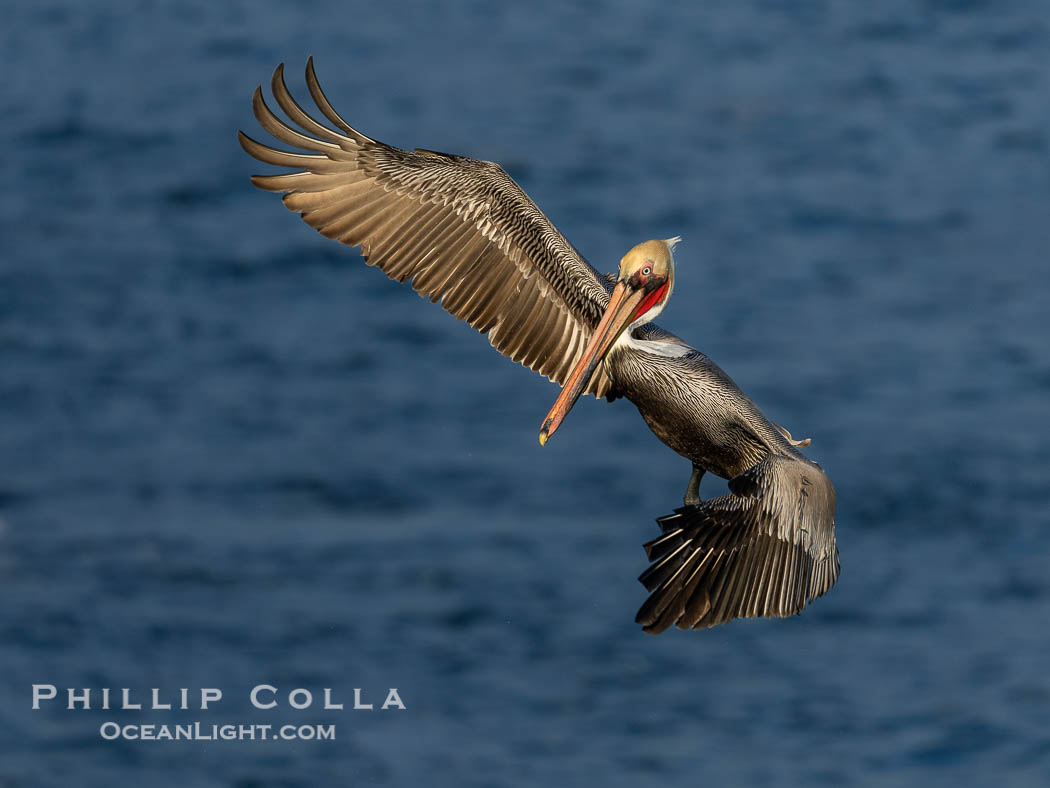 Brown pelican in flight. Adult winter non-breeding plumage. Brown pelicans were formerly an endangered species. In 1972, the United States Environmental Protection Agency banned the use of DDT in part to protect bird species like the brown pelican . Since that time, populations of pelicans have recovered and expanded. The recovery has been so successful that brown pelicans were taken off the endangered species list in 2009, Pelecanus occidentalis, Pelecanus occidentalis californicus, La Jolla, California