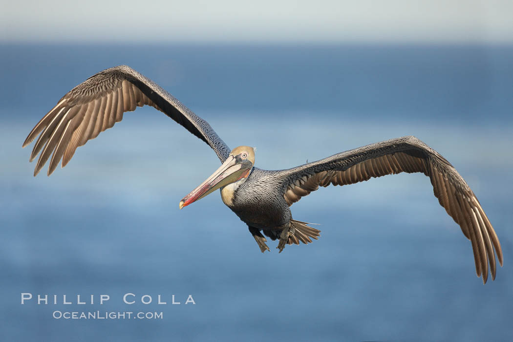 Brown pelican in flight.  The wingspan of the brown pelican is over 7 feet wide. The California race of the brown pelican holds endangered species status.  In winter months, breeding adults assume a dramatic plumage. La Jolla, USA, Pelecanus occidentalis, Pelecanus occidentalis californicus, natural history stock photograph, photo id 22143