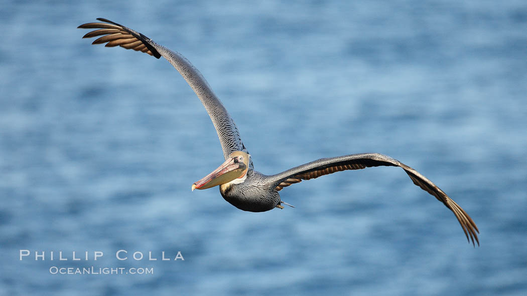 Brown pelican in flight.  The wingspan of the brown pelican is over 7 feet wide. The California race of the brown pelican holds endangered species status.  In winter months, breeding adults assume a dramatic plumage. La Jolla, USA, Pelecanus occidentalis, Pelecanus occidentalis californicus, natural history stock photograph, photo id 22155