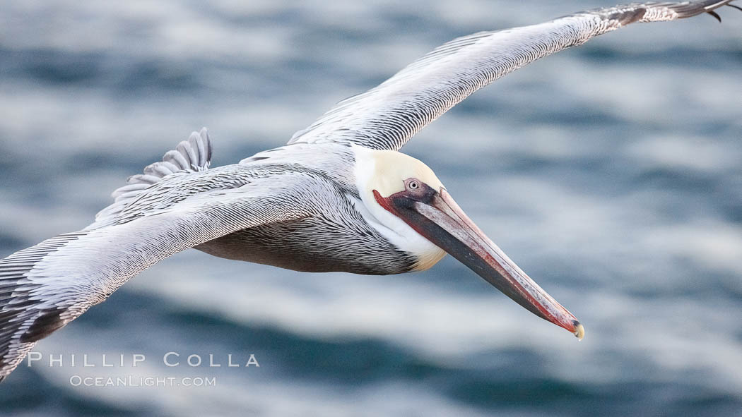 Brown pelican in flight.  The wingspan of the brown pelican is over 7 feet wide. The California race of the brown pelican holds endangered species status.  In winter months, breeding adults assume a dramatic plumage. La Jolla, USA, Pelecanus occidentalis, Pelecanus occidentalis californicus, natural history stock photograph, photo id 22167