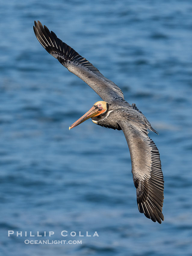 Brown pelican in flight. Adult winter breeding plumage. Brown pelicans were formerly an endangered species. In 1972, the United States Environmental Protection Agency banned the use of DDT in part to protect bird species like the brown pelican . Since that time, populations of pelicans have recovered and expanded. The recovery has been so successful that brown pelicans were taken off the endangered species list in 2009, Pelecanus occidentalis, Pelecanus occidentalis californicus, La Jolla, California Brown pelican in flight. Adult winter breeding plumage. Brown pelicans were formerly an endangered species. In 1972, the United States Environmental Protection Agency banned the use of DDT in part to protect bird species like the brown pelican . Since that time, populations of pelicans have recovered and expanded. The recovery has been so successful that brown pelicans were taken off the endangered species list in 2009, Pelecanus occidentalis, Pelecanus occidentalis californicus, La Jolla, California