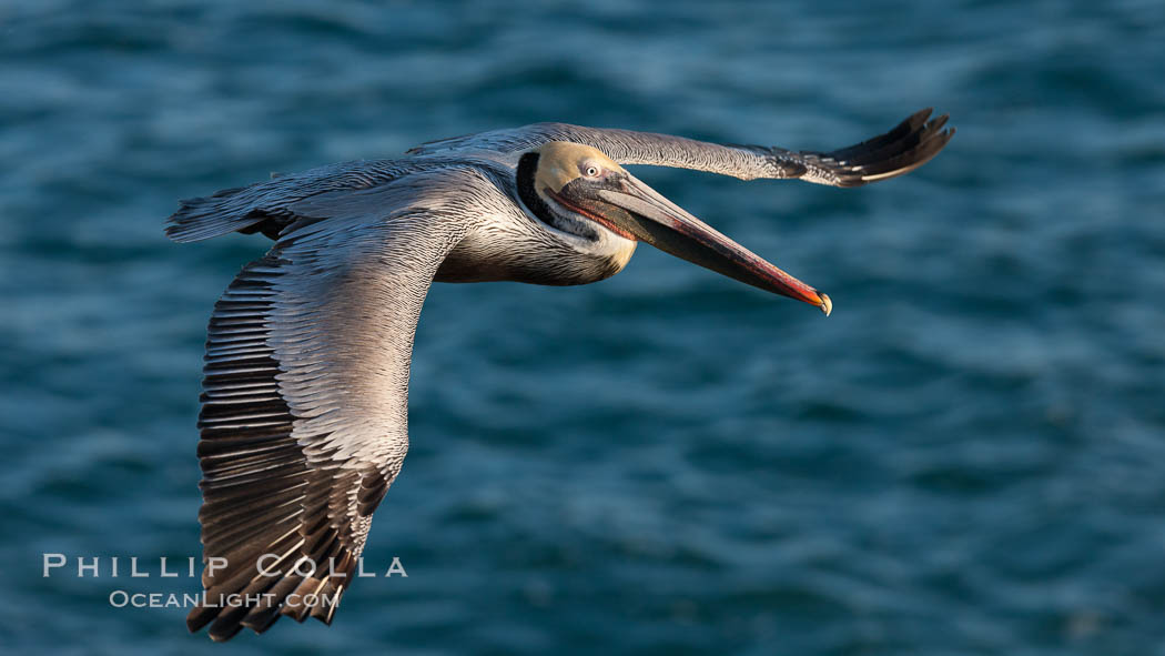 Brown pelican in flight.  The wingspan of the brown pelican is over 7 feet wide. The California race of the brown pelican holds endangered species status.  In winter months, breeding adults assume a dramatic plumage. La Jolla, USA, Pelecanus occidentalis, Pelecanus occidentalis californicus, natural history stock photograph, photo id 23633