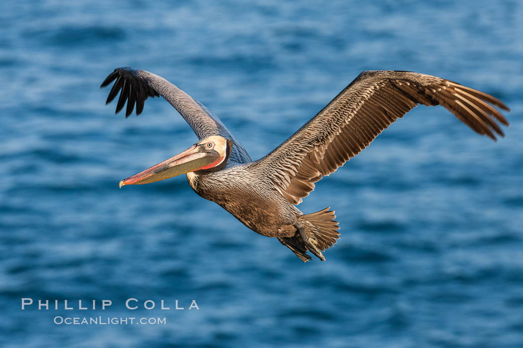 Brown pelican in flight.  The wingspan of the brown pelican is over 7 feet wide. The California race of the brown pelican holds endangered species status.  In winter months, breeding adults assume a dramatic plumage. La Jolla, USA, Pelecanus occidentalis, Pelecanus occidentalis californicus, natural history stock photograph, photo id 23645