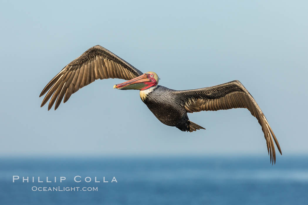 Brown pelican in flight, over the ocean. La Jolla, California, USA, Pelecanus occidentalis, Pelecanus occidentalis californicus, natural history stock photograph, photo id 30165