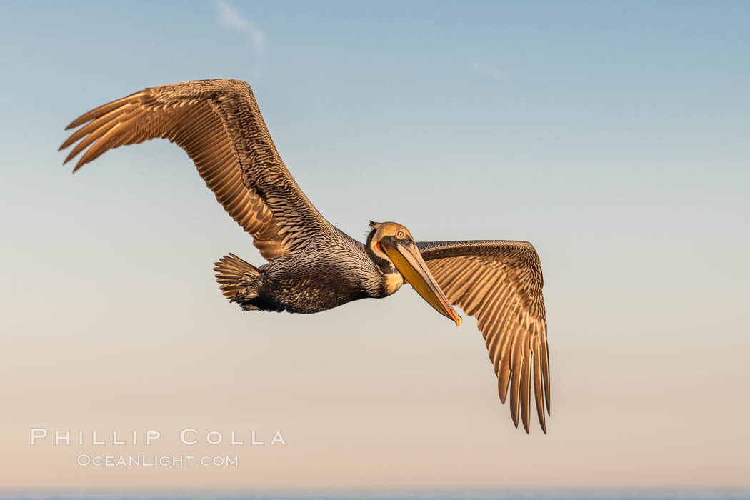 Brown pelican in flight. The wingspan of the brown pelican is over 7 feet wide. The California race of the brown pelican holds endangered species status. In winter months, breeding adults assume a dramatic plumage, Pelecanus occidentalis, Pelecanus occidentalis californicus, La Jolla