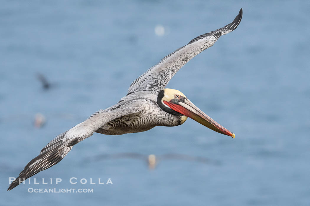 Brown pelican in flight. Adult winter breeding plumage. Brown pelicans were formerly an endangered species. In 1972, the United States Environmental Protection Agency banned the use of DDT in part to protect bird species like the brown pelican . Since that time, populations of pelicans have recovered and expanded. The recovery has been so successful that brown pelicans were taken off the endangered species list in 2009. La Jolla, California, USA, Pelecanus occidentalis, Pelecanus occidentalis californicus, natural history stock photograph, photo id 40013