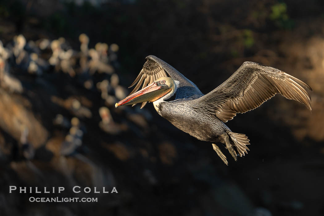 Brown Pelican in Flight with Pelicans on Cliff in Background, flying through sunlight with shadowed cliff behind., Pelecanus occidentalis californicus, Pelecanus occidentalis, natural history stock photograph, photo id 39890