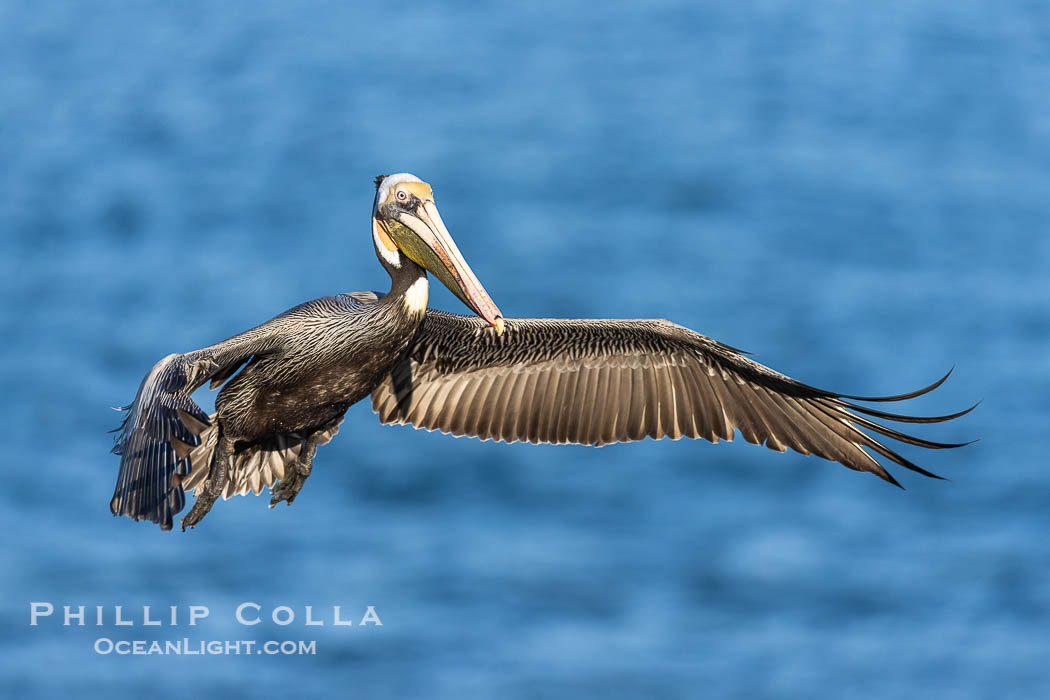 California Brown pelican in flight, La Jolla, wings outstretched, spreading wings wide to slow in anticipation of landing on seacliffs. Adult winter breeding plumage colors. USA, Pelecanus occidentalis, Pelecanus occidentalis californicus, natural history stock photograph, photo id 38938