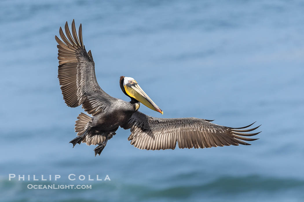 California Brown pelican in flight, La Jolla, wings outstretched, spreading wings wide to slow in anticipation of landing on seacliffs. Adult winter breeding plumage colors, Pelecanus occidentalis, Pelecanus occidentalis californicus California Brown pelican in flight, La Jolla, wings outstretched, spreading wings wide to slow in anticipation of landing on seacliffs. Adult winter breeding plumage colors, Pelecanus occidentalis, Pelecanus occidentalis californicus