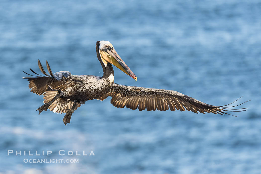 California Brown pelican in flight, La Jolla, wings outstretched, spreading wings wide to slow in anticipation of landing on seacliffs. Adult winter breeding plumage colors. USA, Pelecanus occidentalis, Pelecanus occidentalis californicus, natural history stock photograph, photo id 38924