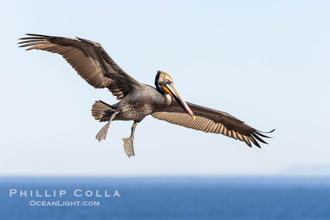 California Brown pelican parachuting down to land, wings outstretched, spreading wings wide to slow in anticipation of landing on seacliffs. Adult winter breeding plumage colors. La Jolla, USA, Pelecanus occidentalis, Pelecanus occidentalis californicus, natural history stock photograph, photo id 38940