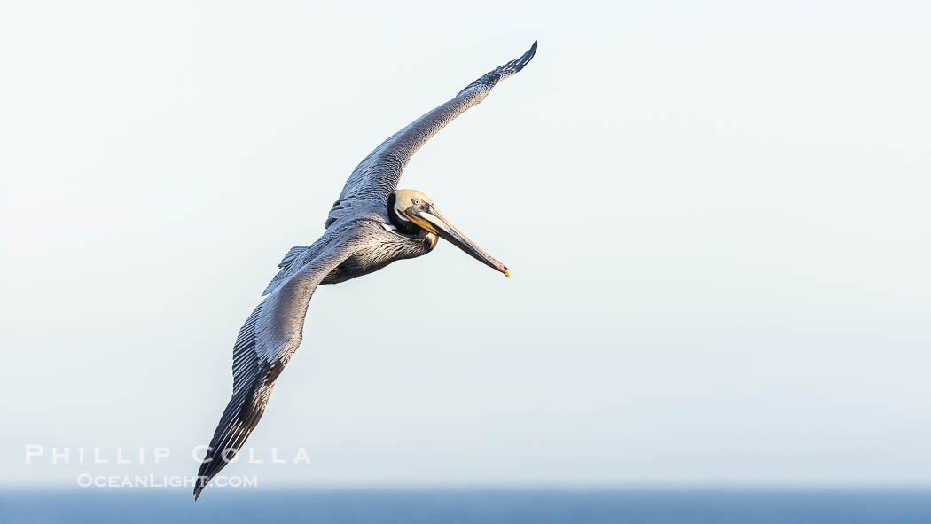 California Brown Pelican soaring, wings outstretched. Adult winter breeding plumage colors. La Jolla, USA, natural history stock photograph, photo id 38923