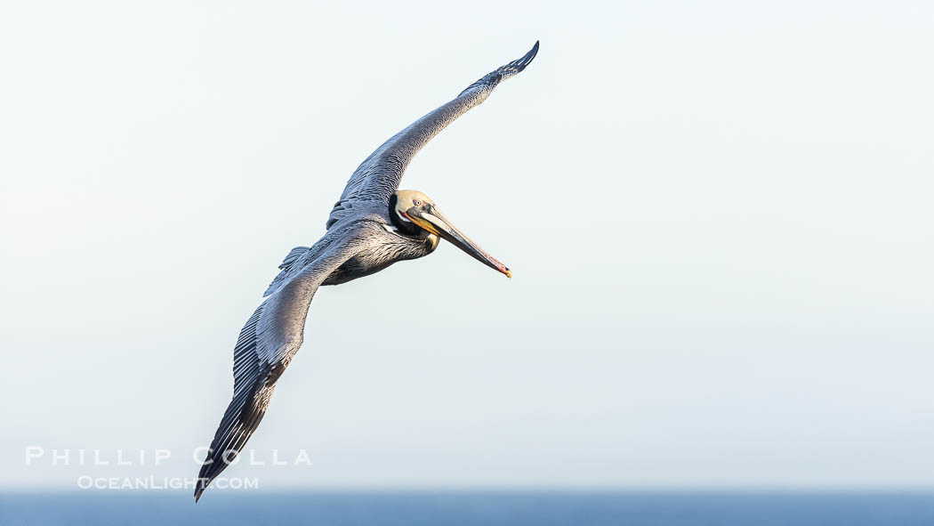 California Brown Pelican soaring, wings outstretched. Adult winter breeding plumage colors. La Jolla, USA, Pelecanus occidentalis, Pelecanus occidentalis californicus, natural history stock photograph, photo id 38923