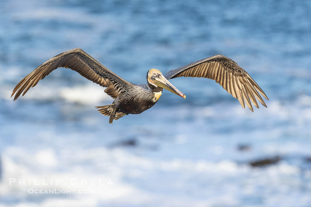 California Brown pelican in flight, La Jolla, wings outstretched, spreading wings wide to slow in anticipation of landing on seacliffs. Adult winter breeding plumage colors. USA, Pelecanus occidentalis, Pelecanus occidentalis californicus, natural history stock photograph, photo id 38921