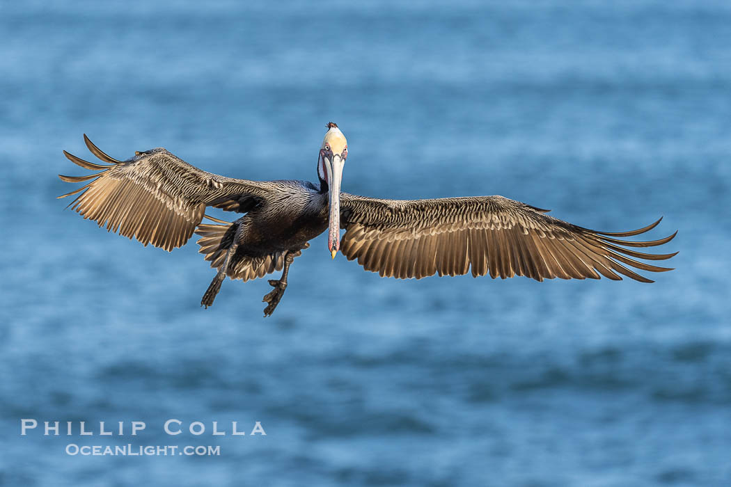 California Brown pelican in flight, La Jolla, wings outstretched, spreading wings wide to slow in anticipation of landing on seacliffs. Adult winter breeding plumage colors. USA, Pelecanus occidentalis, Pelecanus occidentalis californicus, natural history stock photograph, photo id 38925