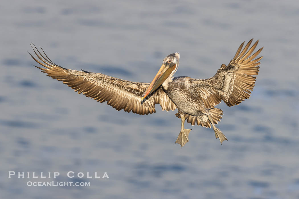 Brown pelican in flight with wings spread wide, slowing to land on ocean seacliffs, La Jolla. California, USA, Pelecanus occidentalis, Pelecanus occidentalis californicus, natural history stock photograph, photo id 38702