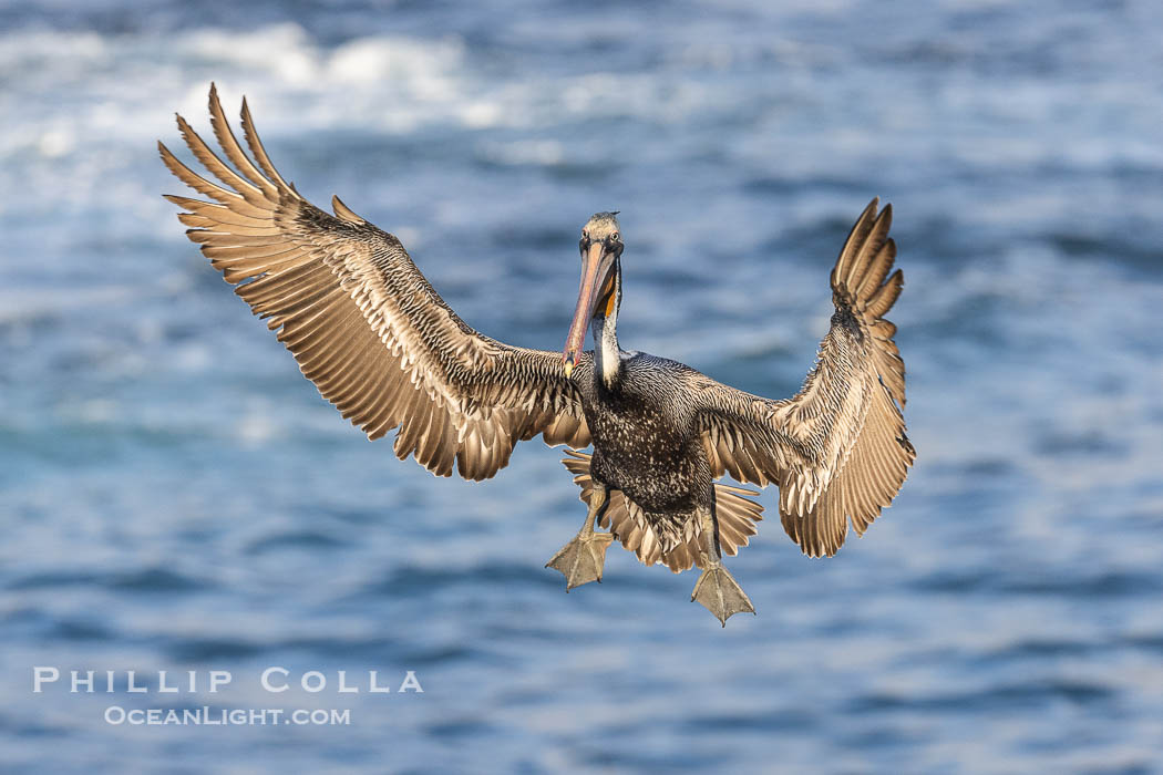Brown pelican in flight with wings spread wide, slowing to land on ocean seacliffs, La Jolla. California, USA, Pelecanus occidentalis, Pelecanus occidentalis californicus, natural history stock photograph, photo id 38712