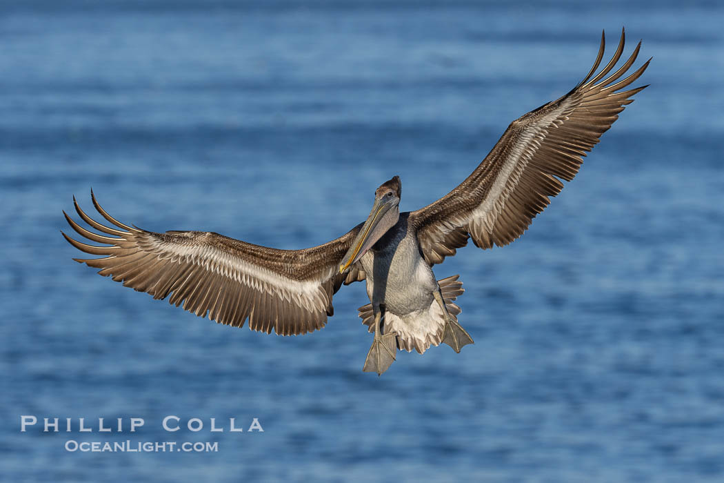 Juvenile or immature California brown pelican in flight with wings spread wide, slowing to land on ocean seacliffs in La Jolla, Pelecanus occidentalis, Pelecanus occidentalis californicus