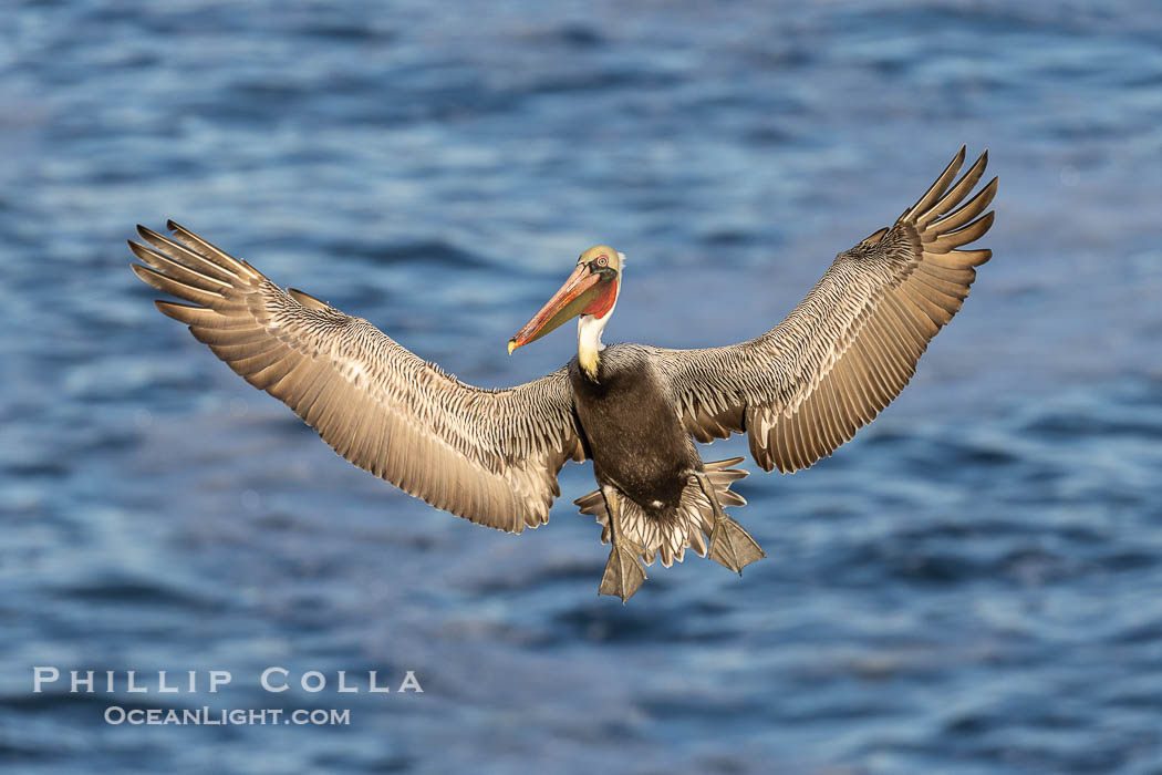 Brown pelican in flight with wings spread wide, slowing as it returns from the ocean to land on seacliffs, adult winter non-breeding plumage, Pelecanus occidentalis, Pelecanus occidentalis californicus, La Jolla, California