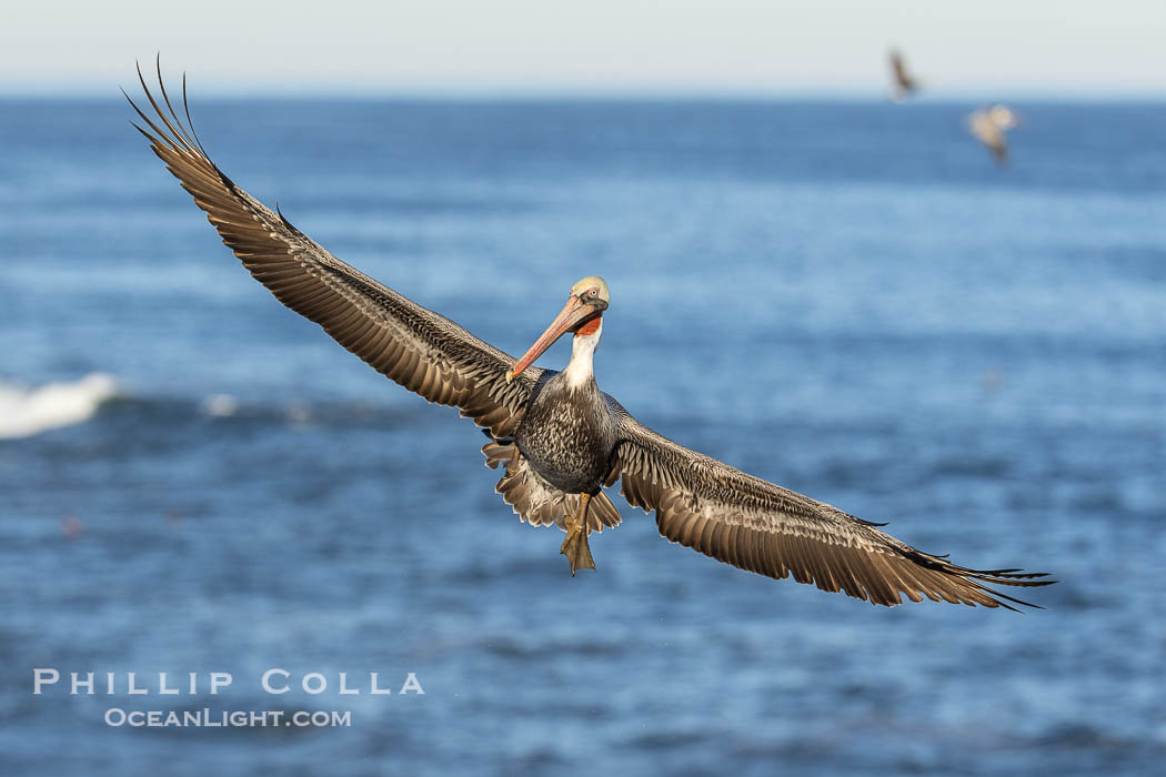 Brown pelican in flight with wings spread wide, slowing as it returns from the ocean to land on seacliffs, adult winter non-breeding plumage, Pelecanus occidentalis, Pelecanus occidentalis californicus, La Jolla, California