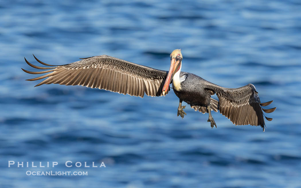 Brown pelican in flight with wings spread wide, slowing as it returns from the ocean to land on seacliffs, adult winter non-breeding plumage. La Jolla, California, USA, Pelecanus occidentalis, Pelecanus occidentalis californicus, natural history stock photograph, photo id 38616