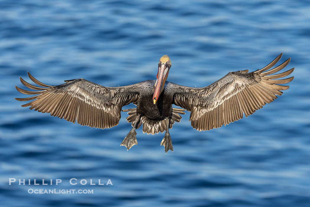 Brown pelican in flight with wings spread wide, flying directly at the camera, slowing to land on ocean seacliffs, La Jolla, Pelecanus occidentalis, Pelecanus occidentalis californicus