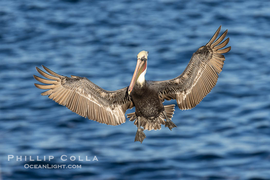 Brown pelican in flight with wings spread wide, slowing as it returns from the ocean to land on seacliffs, adult winter non-breeding plumage. La Jolla, California, USA, Pelecanus occidentalis, Pelecanus occidentalis californicus, natural history stock photograph, photo id 38607