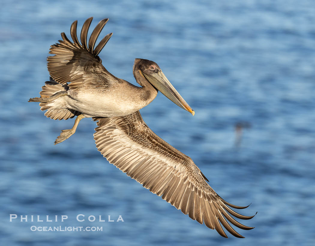 Brown pelican in flight with wings spread wide, slowing as it returns from the ocean to land on seacliffs, juvenile plumage, Pelecanus occidentalis, Pelecanus occidentalis californicus, La Jolla, California