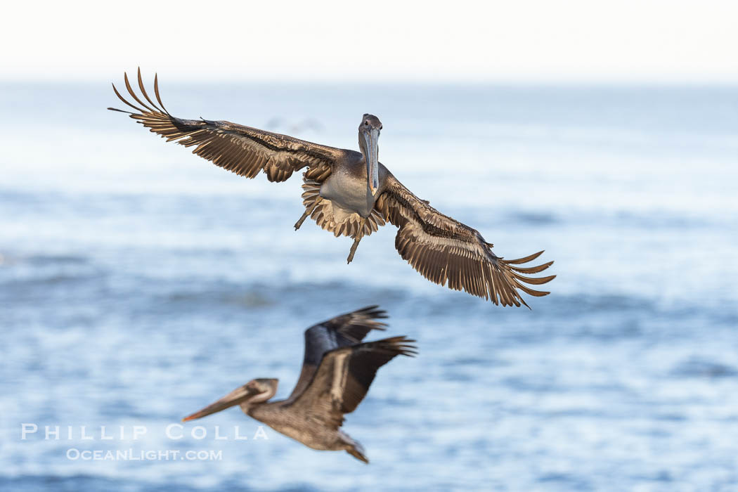 Brown pelican in flight with wings spread wide, slowing as it returns from the ocean to land on seacliffs, juvenile winter plumage, Pelecanus occidentalis, Pelecanus occidentalis californicus, La Jolla, California