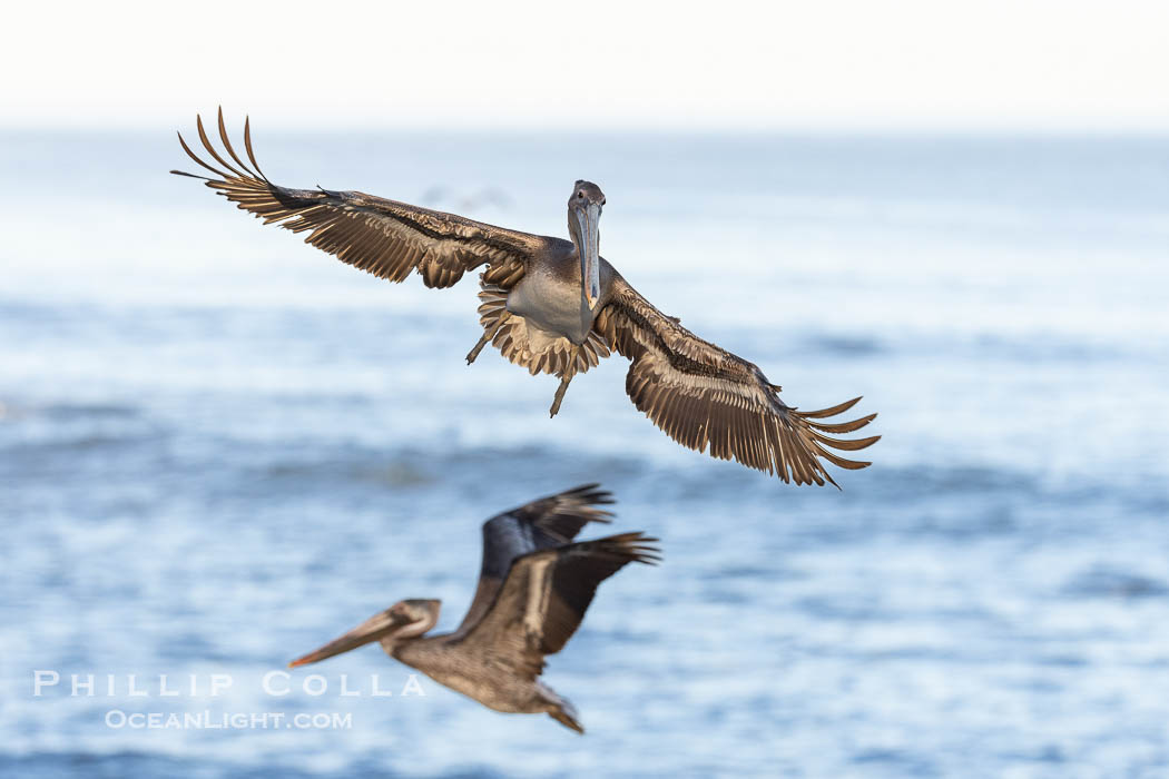Brown pelican in flight with wings spread wide, slowing as it returns from the ocean to land on seacliffs, juvenile winter plumage, Pelecanus occidentalis, Pelecanus occidentalis californicus, La Jolla, California Brown pelican in flight with wings spread wide, slowing as it returns from the ocean to land on seacliffs, juvenile winter plumage, Pelecanus occidentalis, Pelecanus occidentalis californicus, La Jolla, California