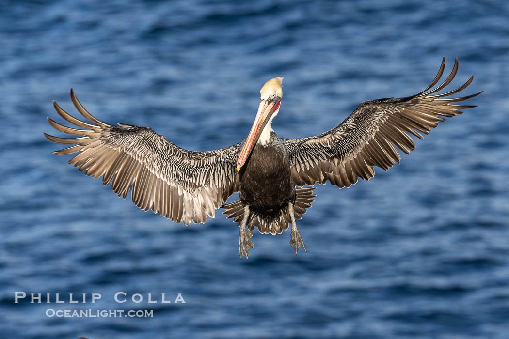 Brown pelican in flight with wings spread wide, slowing to land on ocean seacliffs, La Jolla. California, USA, Pelecanus occidentalis, Pelecanus occidentalis californicus, natural history stock photograph, photo id 38629