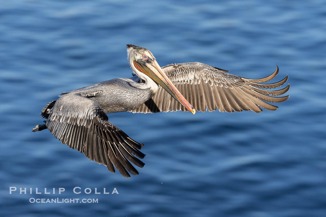 Brown pelican in flight with wings braking as it turns over the ocean, Pelecanus occidentalis, Pelecanus occidentalis californicus, La Jolla, California