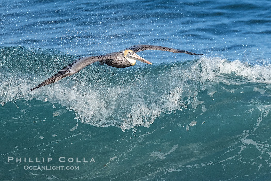 Brown Pelican Flying Over Breaking Wave, La Jolla., Pelecanus occidentalis, natural history stock photograph, photo id 41730