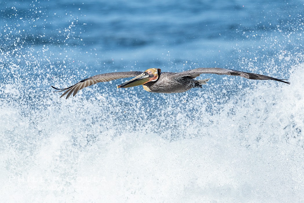 Brown Pelican Flying Over Breaking Wave, La Jolla., Pelecanus occidentalis, natural history stock photograph, photo id 41728
