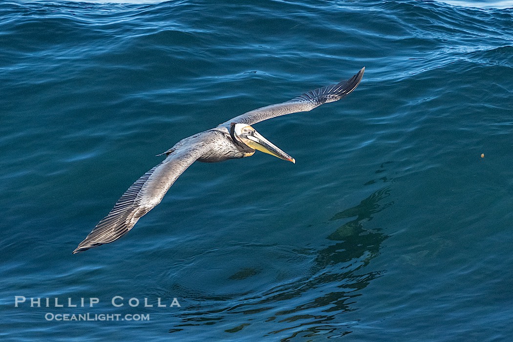 Brown Pelican Flying Over Breaking Wave, La Jolla., Pelecanus occidentalis, natural history stock photograph, photo id 41727