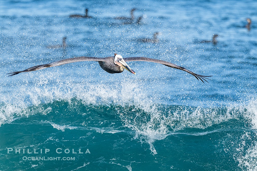 Brown Pelican Flying Over Breaking Wave, La Jolla., Pelecanus occidentalis, natural history stock photograph, photo id 41729