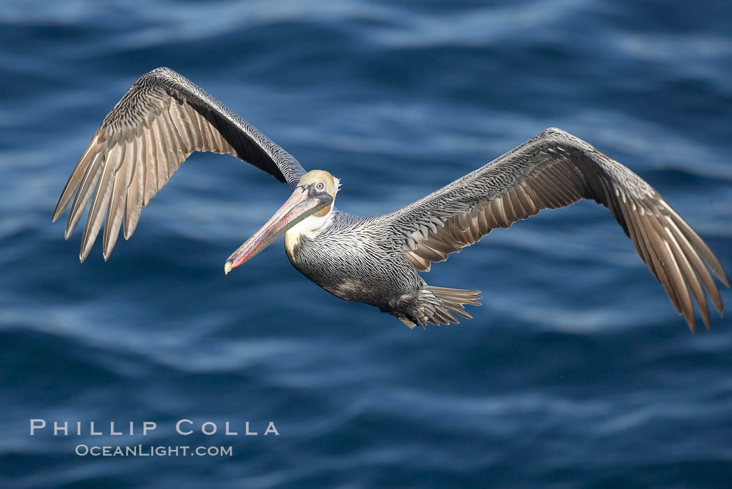 Brown pelican with wings spread during flight. The large wings of an adult brown pelican can reach over 7 feet from end to end. La Jolla, California, USA, Pelecanus occidentalis, Pelecanus occidentalis californicus, natural history stock photograph, photo id 19926